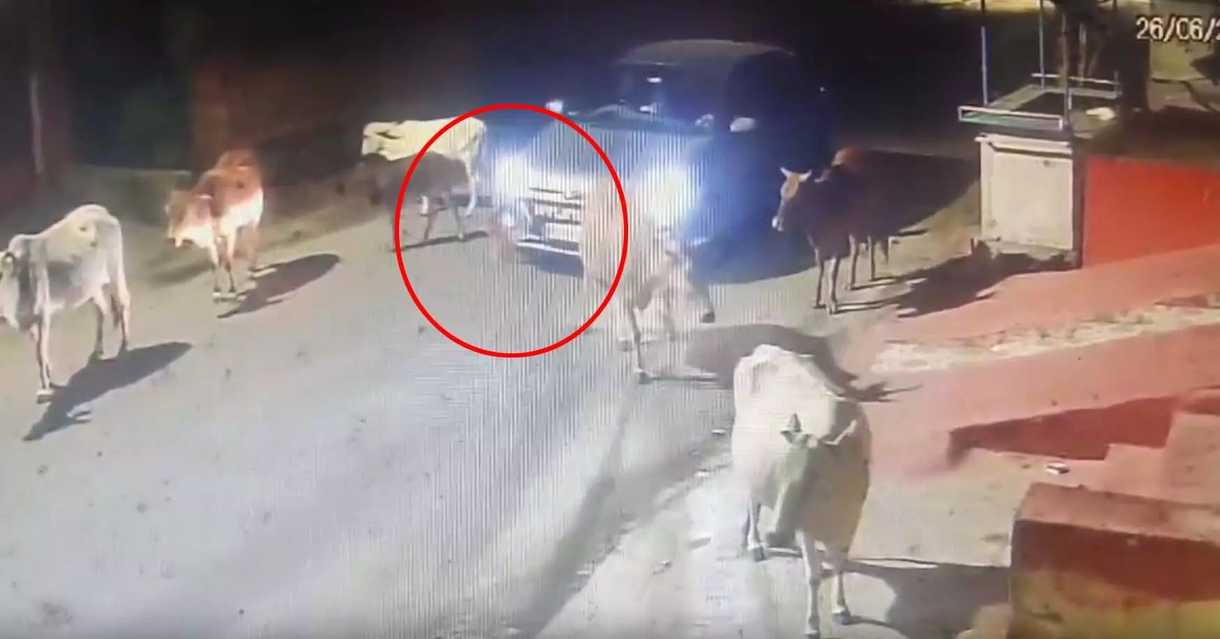 CG News: कार सवार ने गाय के बछड़े को बेरहमी से कुचला, देखें VIDEO...