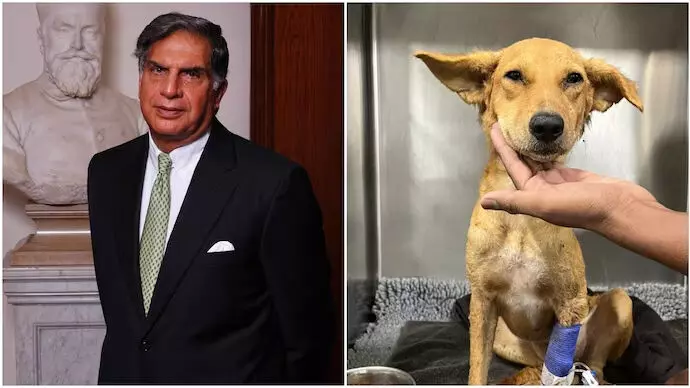 Business: आवारा कुत्ते के लिए रक्तदाता खोजने के लिए रतन टाटा की तत्काल अपील