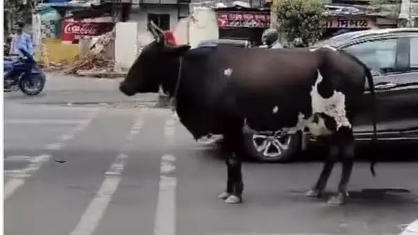 puna : गाय ट्रैफिक सिग्नल के ग्रीन होने का इंतजार करती रही, पुणे पुलिस ने इंस्टाग्राम पर संदेश शेयर किया