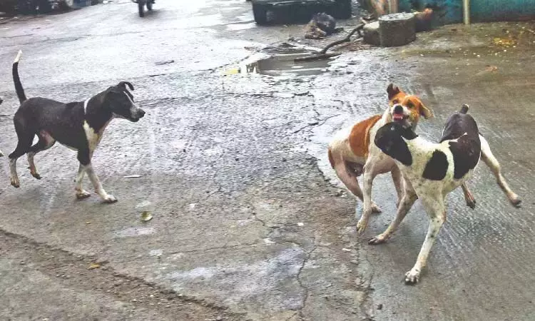CHENNAI: आवारा कुत्तों के खतरे को रोकने के लिए चेन्नई नगर निगम के प्रयासों से निवासी नाखुश