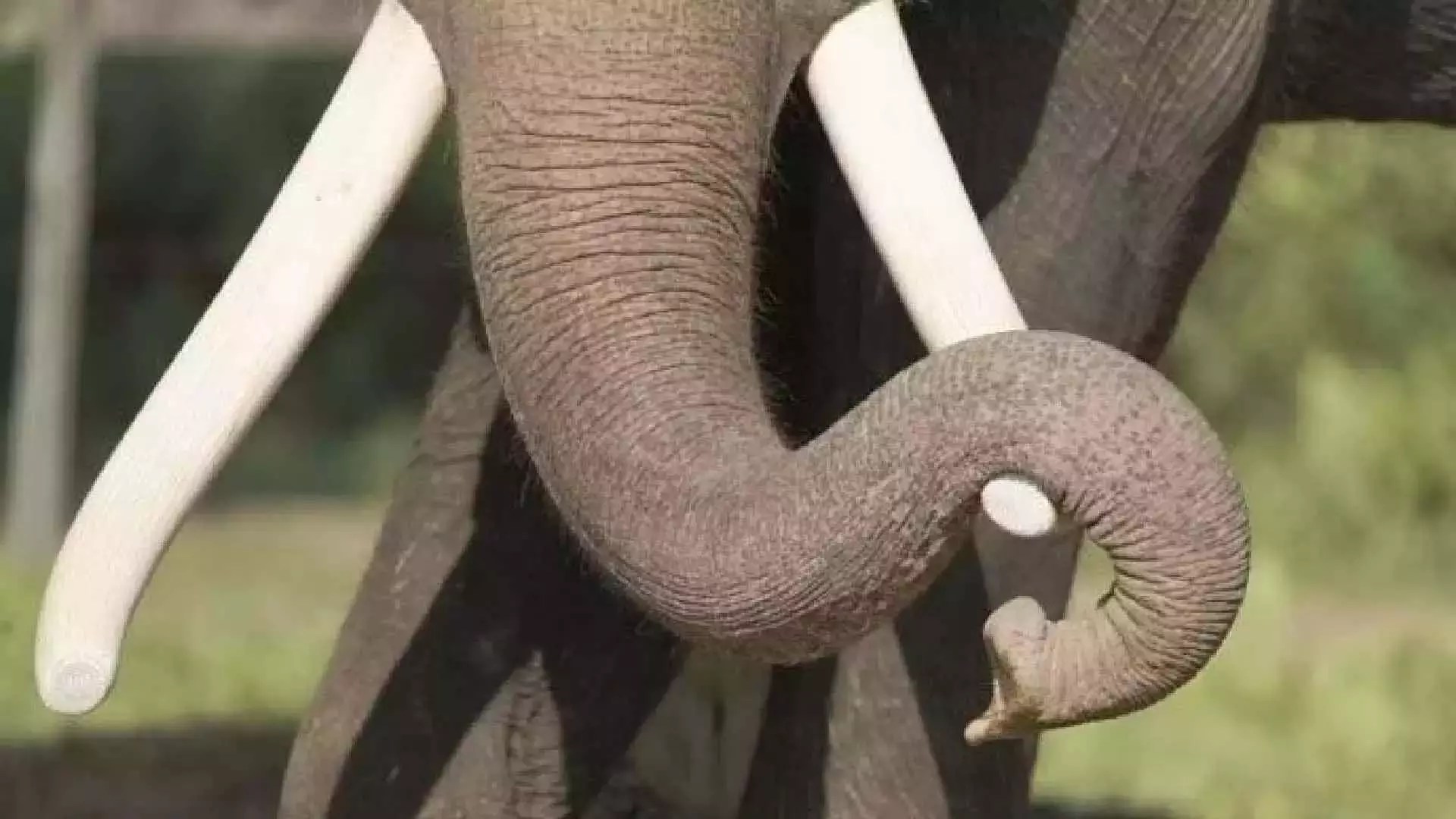COIMBATORE: कोयंबटूर में वन अधिकारियों ने झाड़ियों से हाथी दांत बरामद किया
