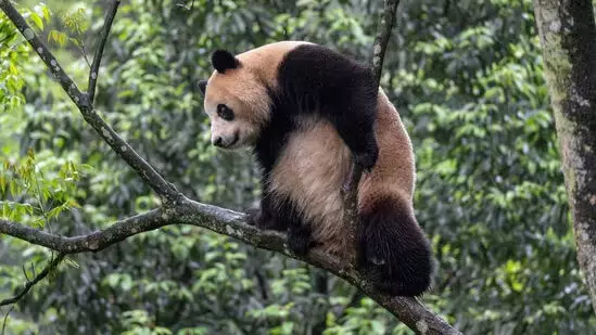 World: चीन ने दोस्ती दिखाते हुए अमेरिका को दो विशाल पांडा उपहार में दिए