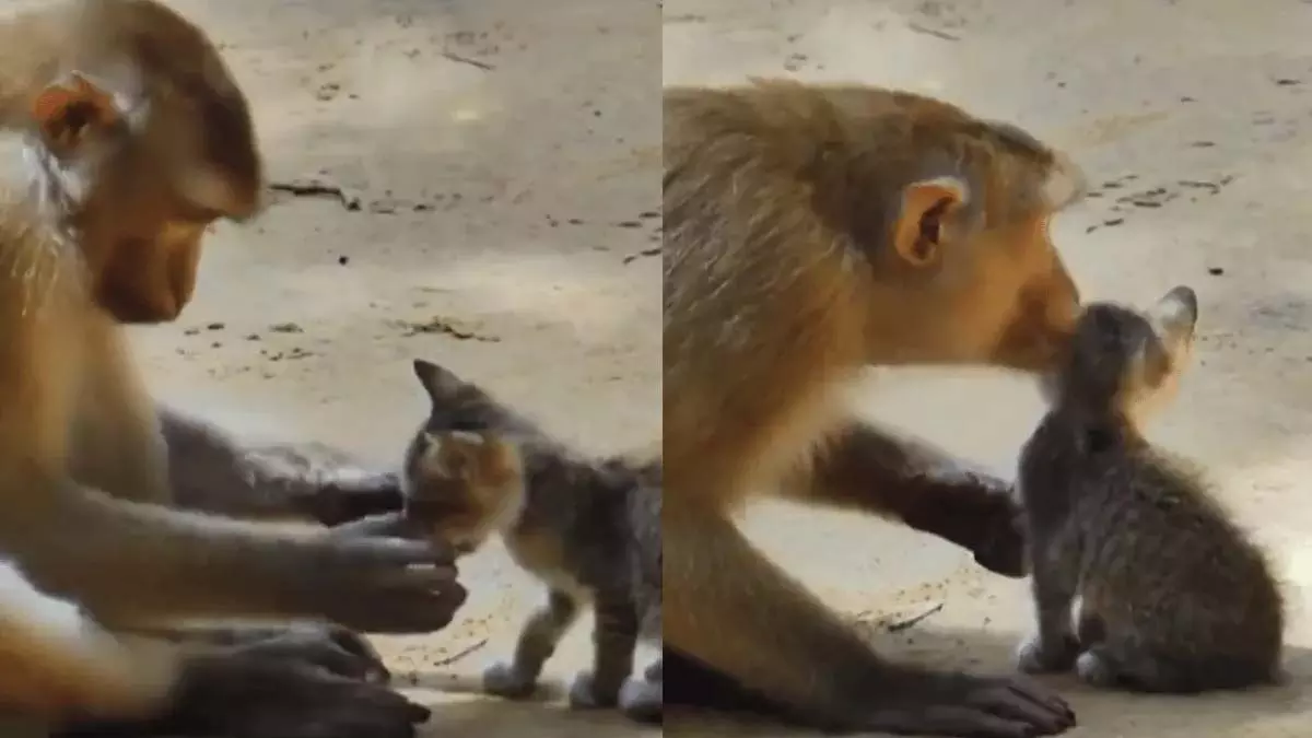 monkey lovingly ; बंदर ने प्यार से बिल्ली के बच्चे को लगाया गले