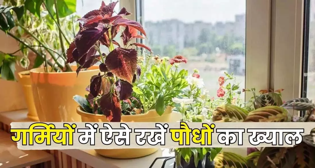 Life Style : पौधों को हरा भरा रखने के लिए अपनाएं ये आसान टिप्स