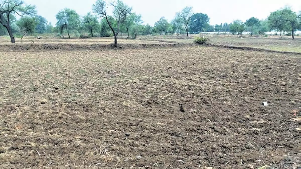 Odisha: बारिश की कमी से नबरंगपुर के किसानों के लिए मुसीबत