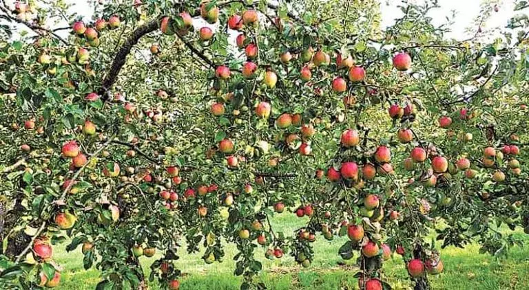 Himachali सेब को बचाना अब बड़ी चुनौती