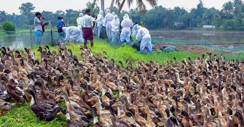 KERALA NEWS : बारिश के कारण पक्षियों को मारने का काम धीमा, शवों को दफनाना और जलाना चुनौती