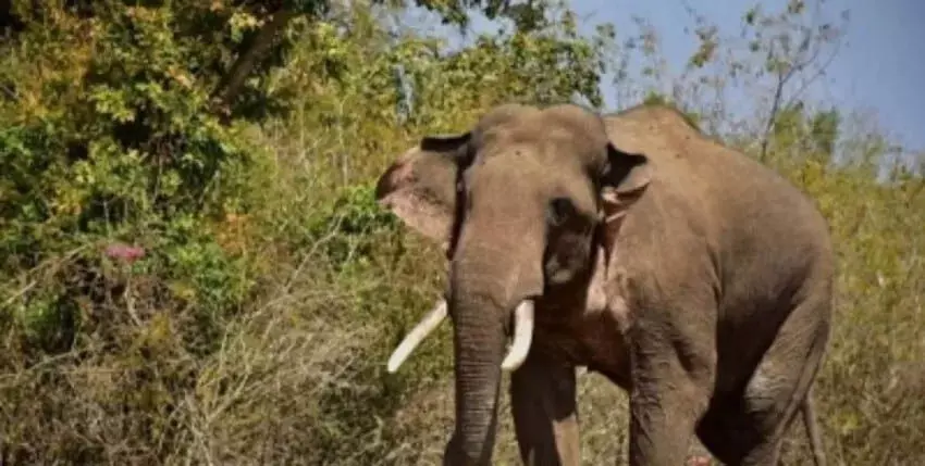 MEGHALAYE NEWS : भारत-बांग्लादेश सीमा के पास जंगली हाथी ने बीएसएफ जवान को कुचलकर मार डाला