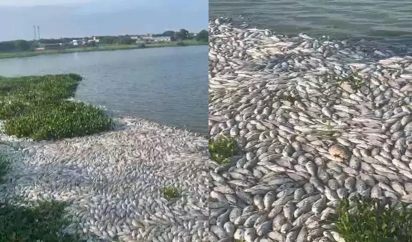 Sangareddy: मछलियों की सामूहिक मौत, मछुआरों ने चितकुल झील को बचाने के लिए कदम उठाने की मांग की