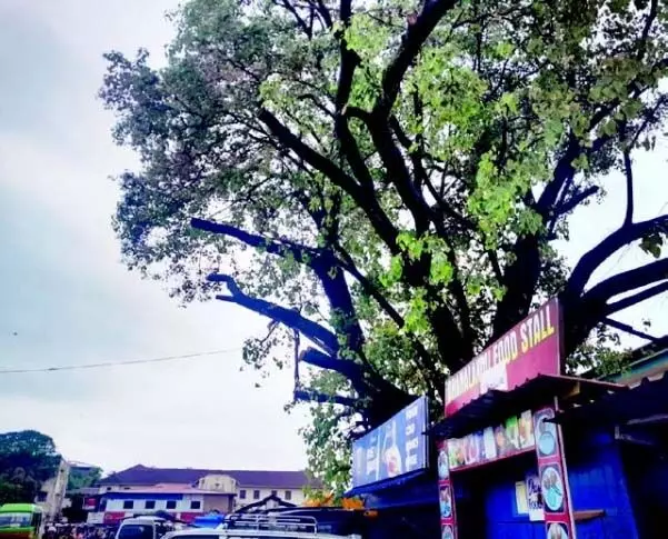 South Goa: कलेक्टर ने पेड़ों की अत्यधिक कटाई की जांच के आदेश दिए