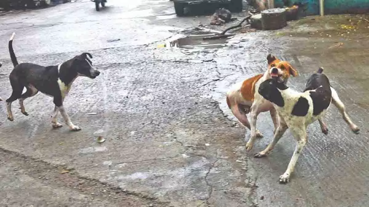 Chennai: आवारा कुत्तों के खतरे को रोकने के नगर निगम के प्रयासों से निवासी नाखुश