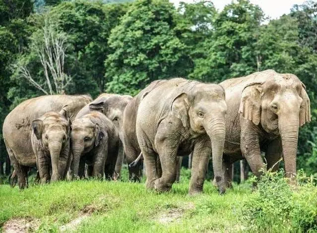 BIG BREAKING: हाथियों के झुंड ने BSF जवान को उतारा मौत के घाट