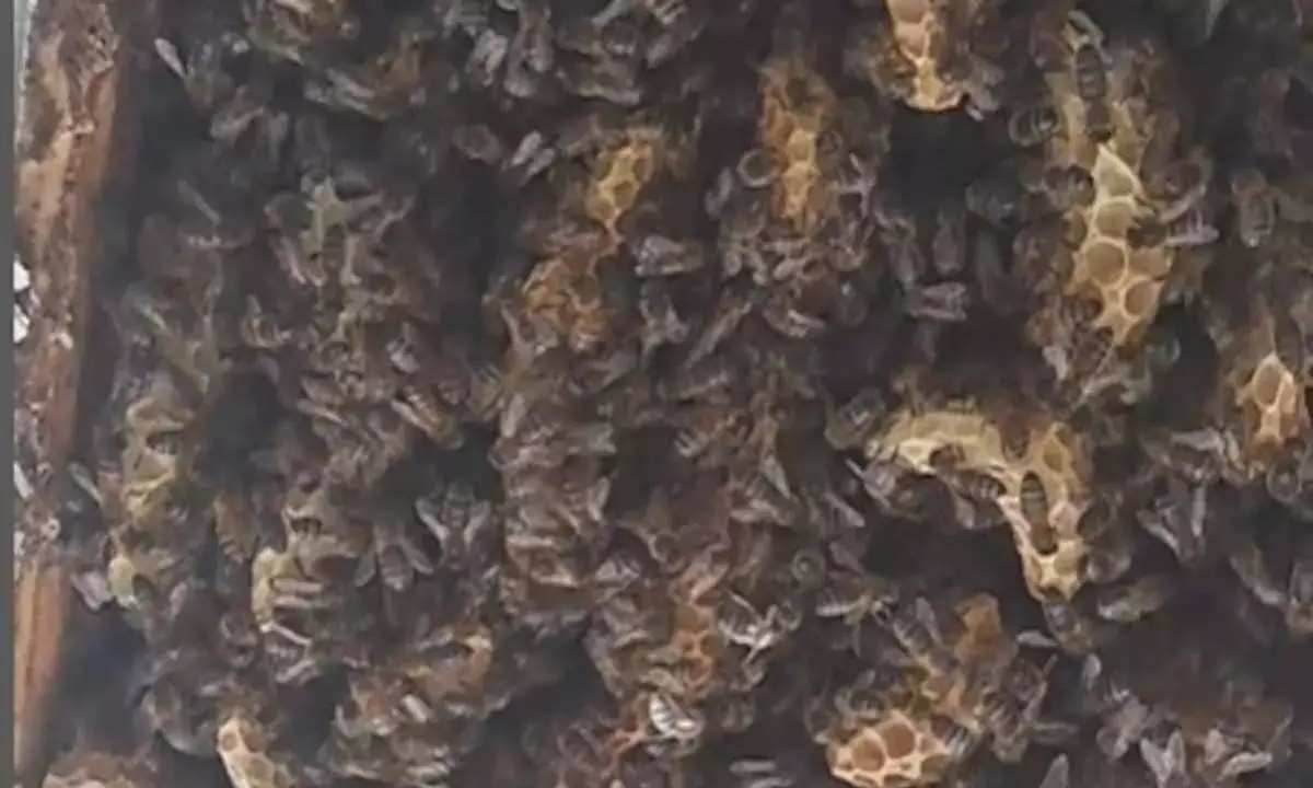 Scotland के घर के बेडरूम की छत में रह रही हैं 180,000 मधुमक्खियां