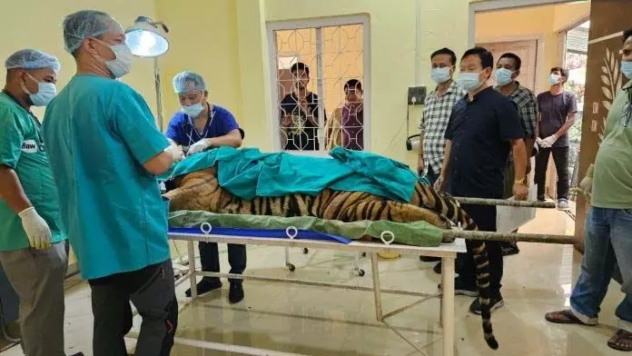 Arunachal : इटानगर जैविक उद्यान में बाघिन चिप्पी की जीवनरक्षक सर्जरी करने के लिए पशु चिकित्सक पहुंचे