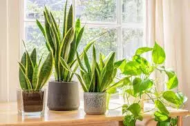 Unlucky Plants For Home: घर के लिए ये ये पौधे शुभ नहीं माने जाते