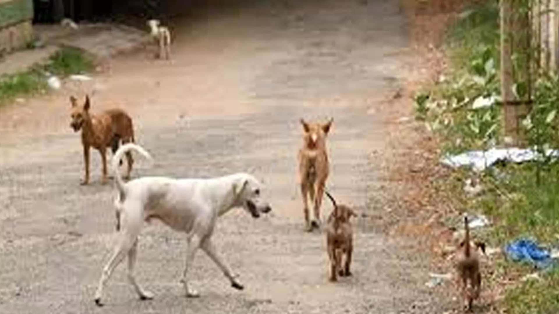 Chennai News: कांची में आवारा कुत्तों द्वारा शिशु पर हमला चिंता का विषय