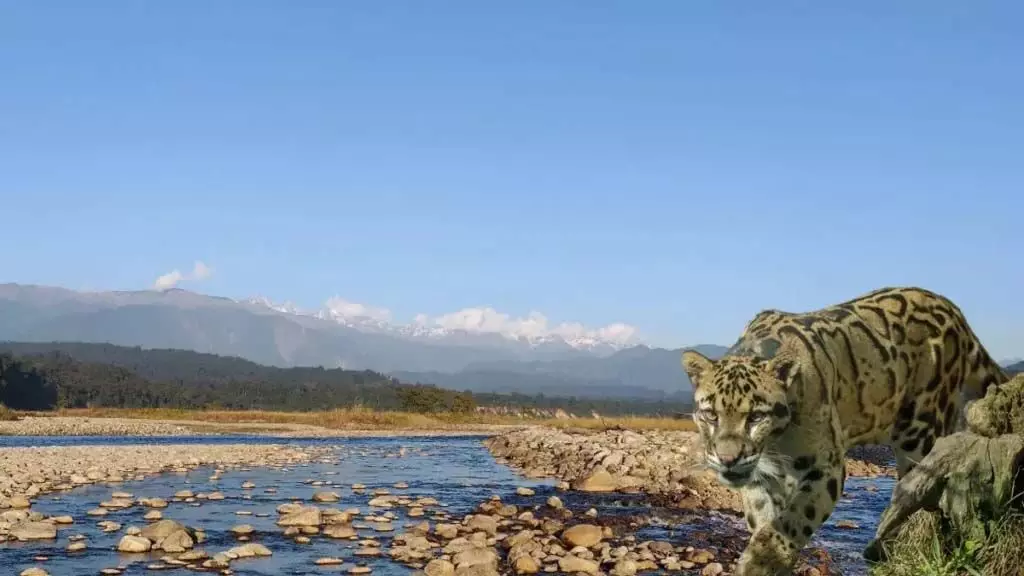 Arunachal : नमदाफा टाइगर रिजर्व के अधिकारियों ने 57 कर्मचारियों को नौकरी से निकाला