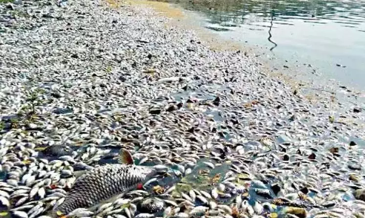 Telangana News: तेलंगाना की झील में मछलियाँ मृत पाई गईं