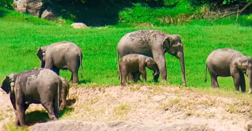 KERALA NEWS : मुन्नार में अरीकोम्बन के क्षेत्र पर उपद्रवी मादा हाथियों के गिरोहों का कब्जा