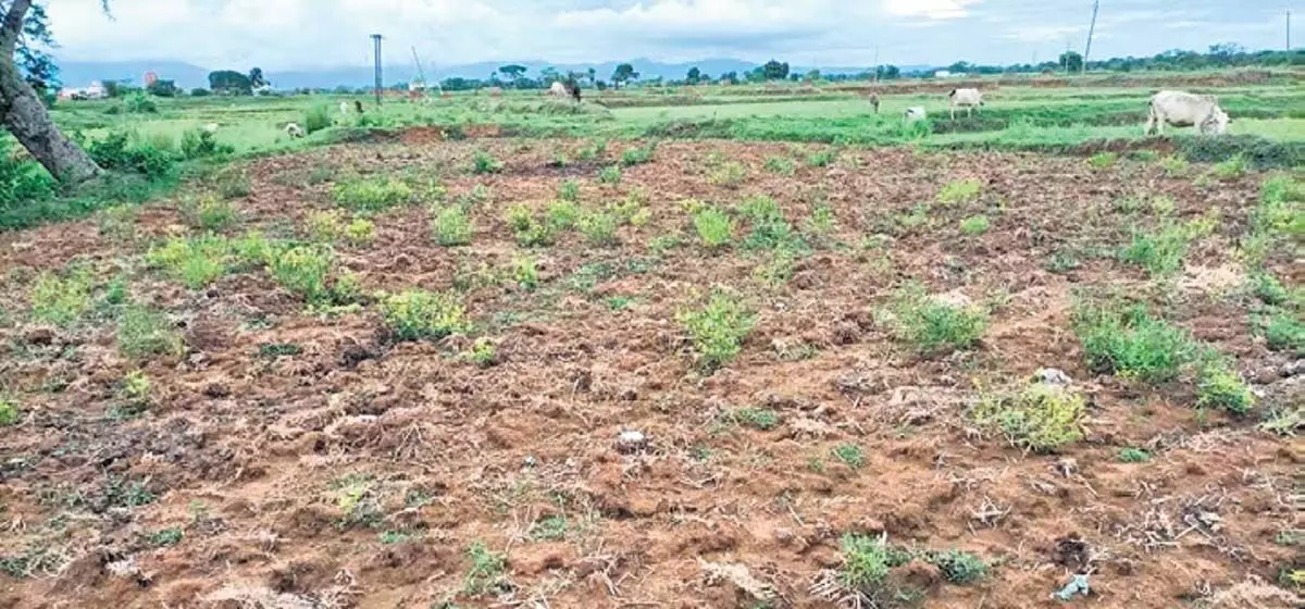 Odisha News: ओडिशा में मयूरभंज, बालासोर जिलों के किसान अल्प वर्षा से चिंतित