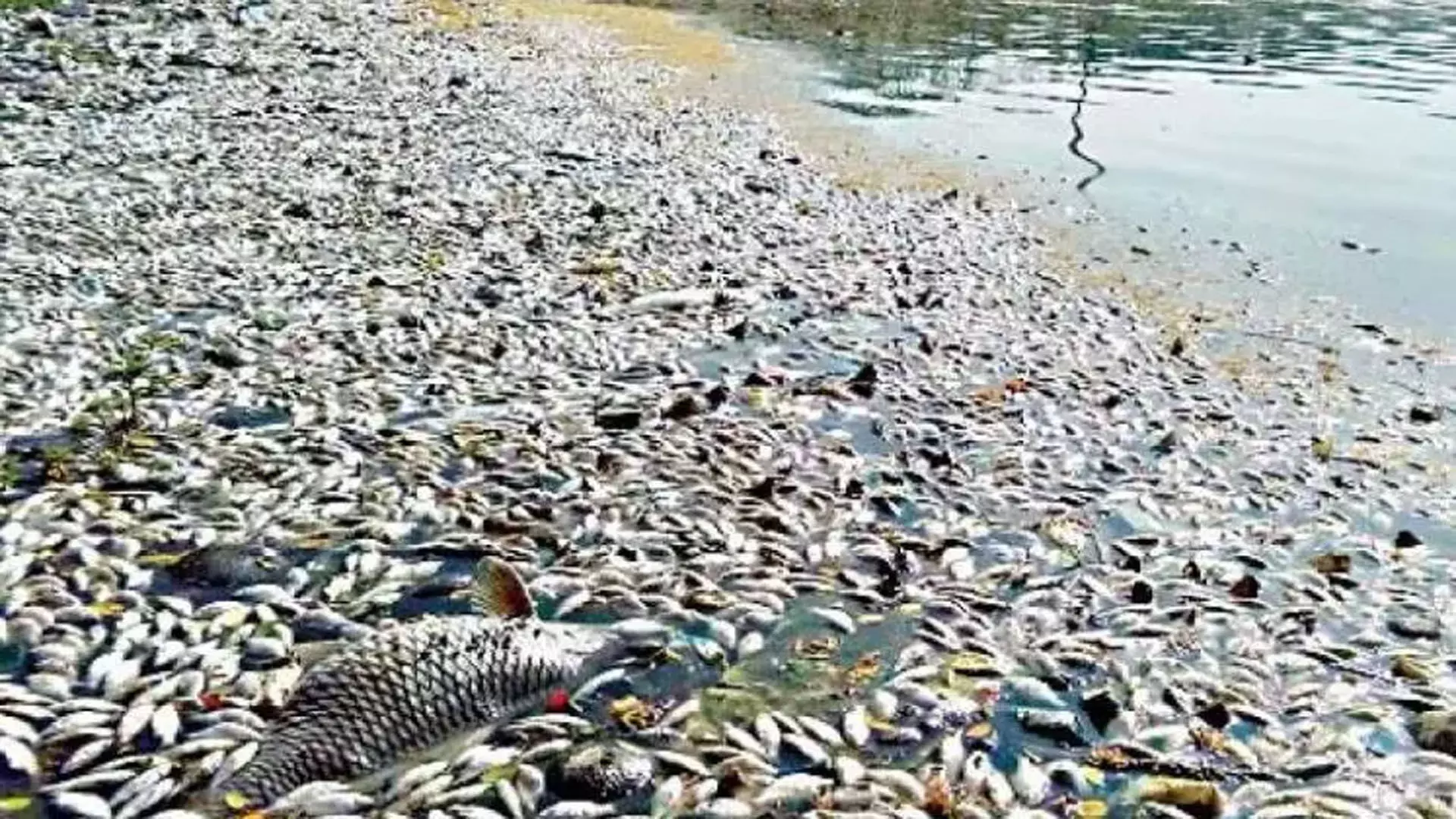 Telangana में झील में मछलियां मृत पाई गईं