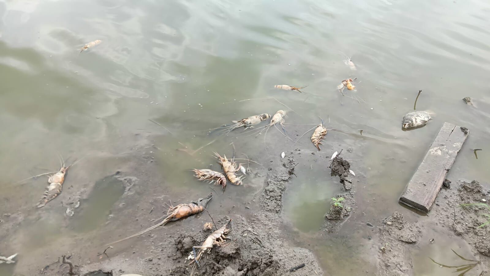 Raisen: पूरेन तालाब में सैकड़ो की तादात में झींगे और मछलियां मरी मिली, बदबू से रहवासी परेशान