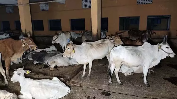 Jabalpur में 57 पशुओं के शवों में से पांच शव गाय के मिले