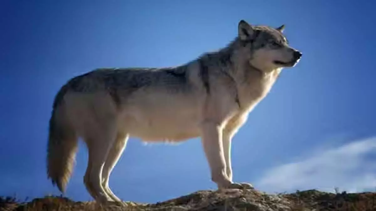 Ancient Wolves: प्राचीन भेड़िये अंतिम हिमयुग  रहस्य