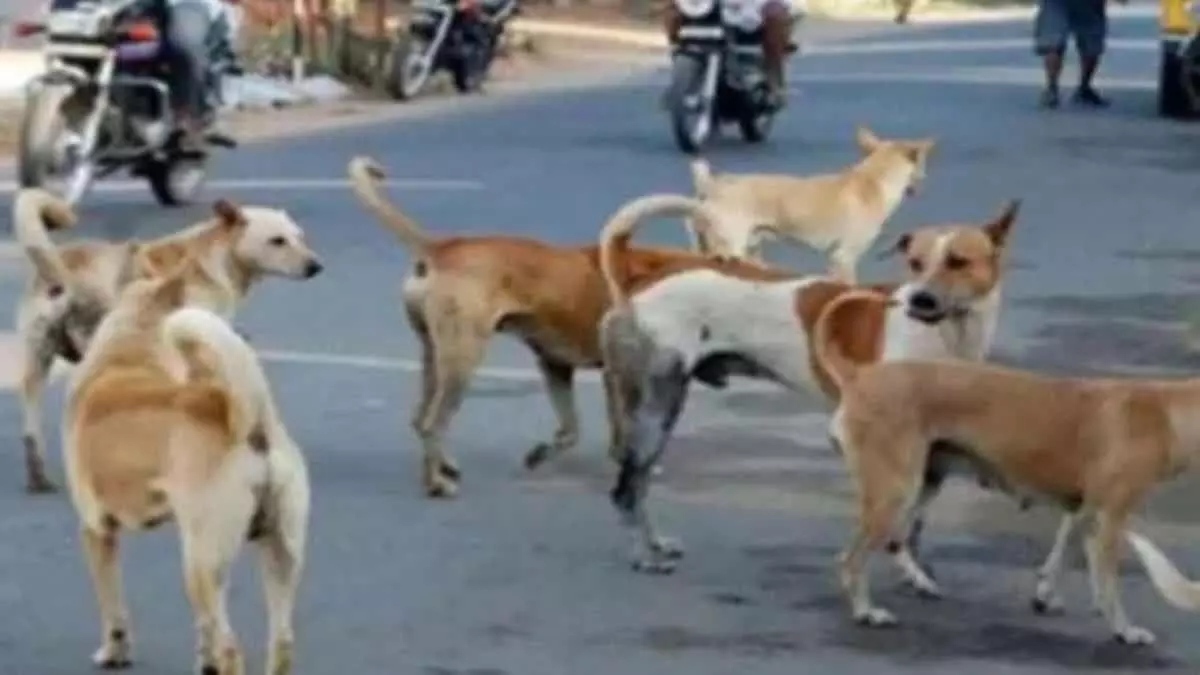 Telangana में कुत्तों ने 6 वर्षीय बच्चे को नोच-नोचकर मार डाला