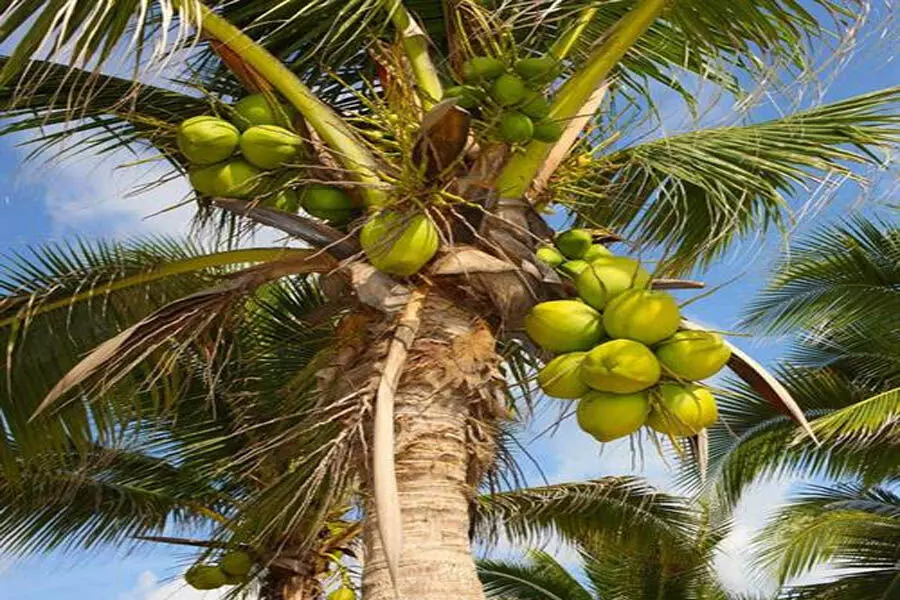 Worship of the coconut tree: ये राशियां जरूर करें नारियल पेड़ की पूजा