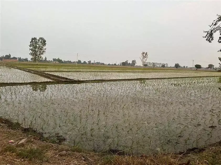 Haryana : ‘मेरी फसल’ पोर्टल पर खरीफ फसलों का पंजीकरण शुरू