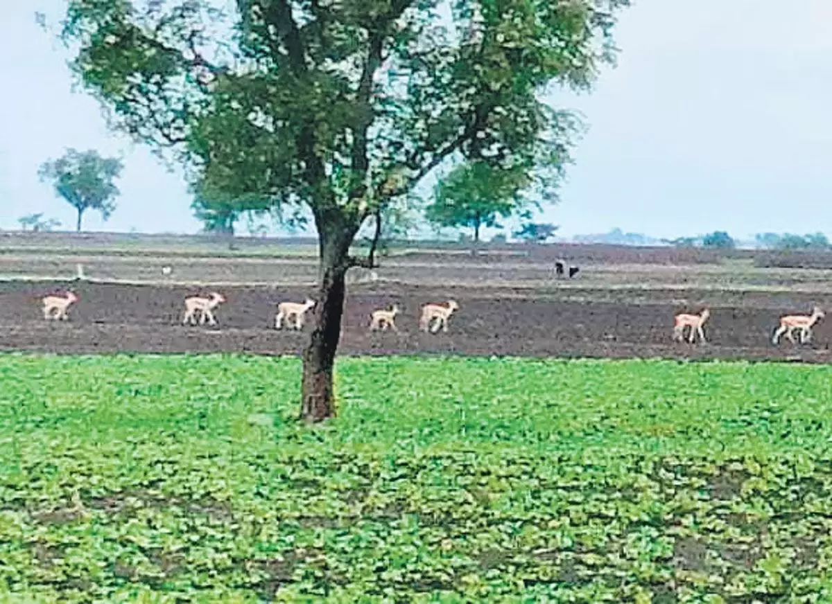 Karnataka: धारवाड़ जिले में काले हिरणों के झुंड ने कृषि क्षेत्रों पर धावा बोला