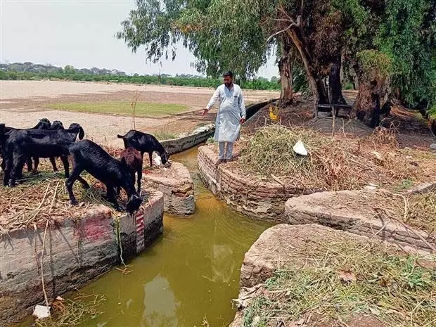 Punjab : दक्षिण-पश्चिमी पंजाब के अंतिम छोर के किसान पानी की गंभीर कमी से जूझ रहे