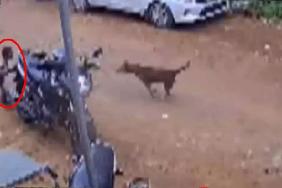 Tamil Nadu में आवारा कुत्तों का आतंक फिर से फैला, लड़के को कुत्तों के झुंड ने नोच डाला