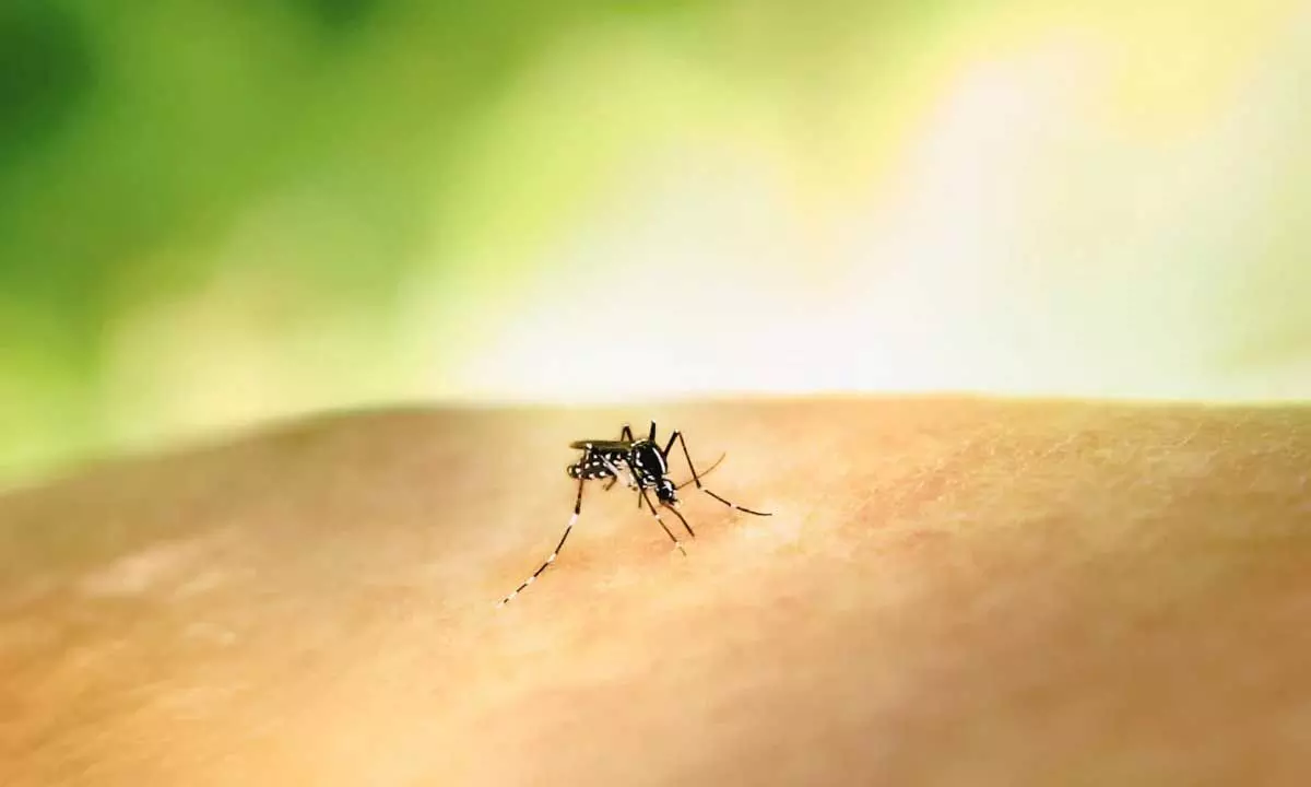 Bengaluru में इस साल डेंगू से पहली मौत, मामलों में आई उछाल