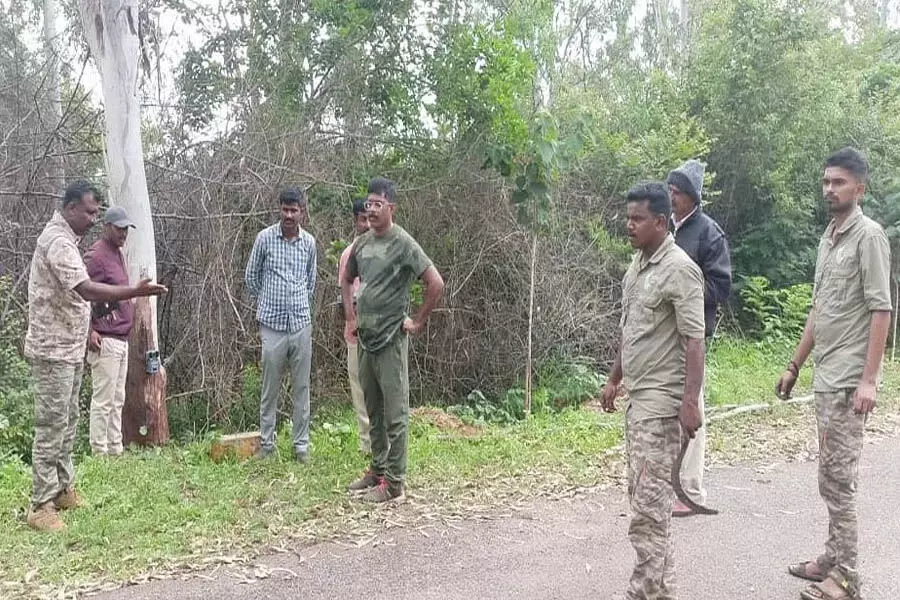 Karnataka: वन अधिकारियों ने मुदलाहुंडी के पास बाघ का पता लगाने के लिए तलाशी अभियान शुरू किया