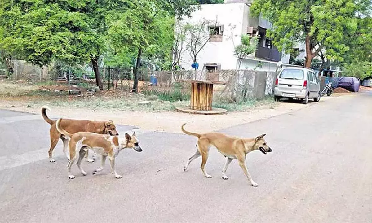 Sangareddy: जून में पाटनचेरु में 96 आवारा कुत्तों के हुए हमले