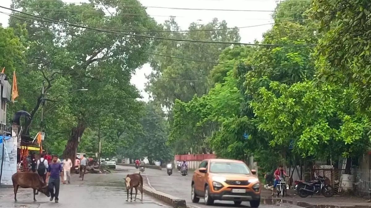 Bilaspur में सुबह-सुबह हुई बारिश