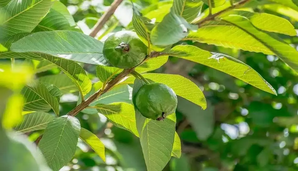 Guava leaves:  अमरूद के पत्ते खाने के फायदे