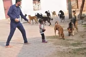 Punjab News: लावारिस कुत्ताें की संरक्षक पर हमला