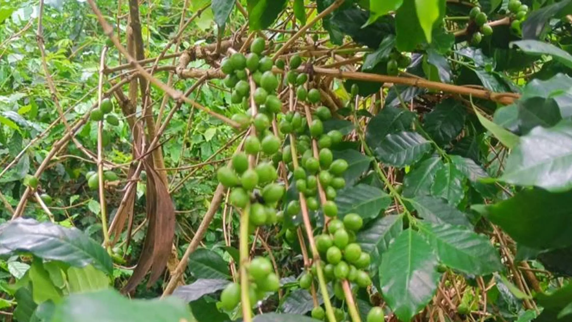 Odisha News: दारिंगबाड़ी का प्रसिद्ध कॉफी बागान लुप्त हो रहा