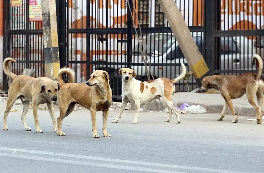 Goa News: स्थानीय लोगों ने आवारा कुत्तों की बढ़ती आबादी के समाधान की मांग की
