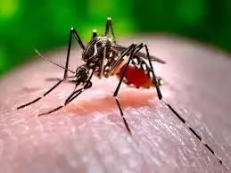 Karnataka:मानसून के कारण डेंगू के मामलों में हो रही लगातार वृद्धि