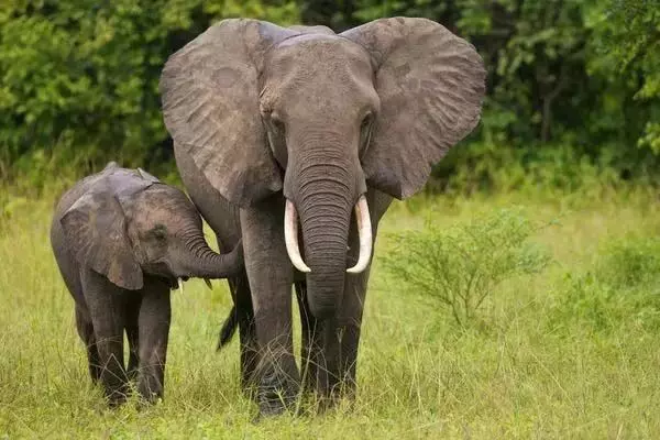 Andhra Pradesh: तिरुमाला घाट रोड के पास हाथियों का झुंड देखा गया