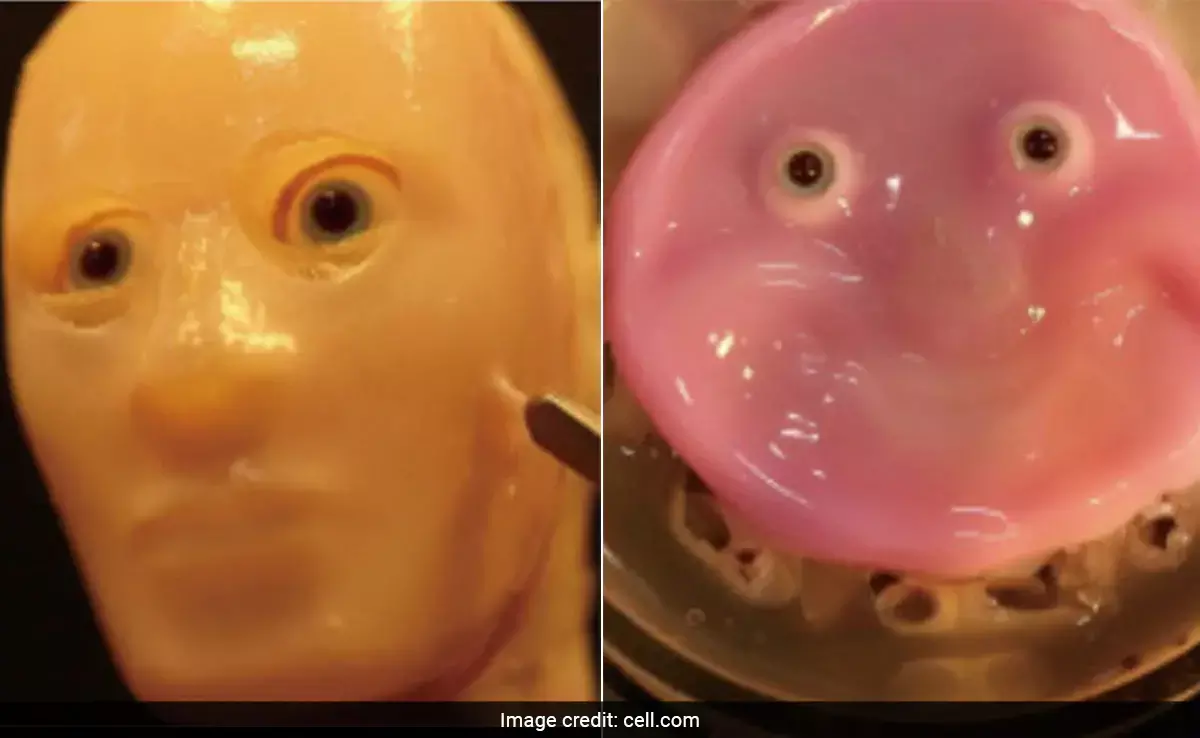 वैज्ञानिकों ने जीवित मानव त्वचा कोशिकाओं से बना मुस्कुराता हुआ रोबोट चेहरा बनाया