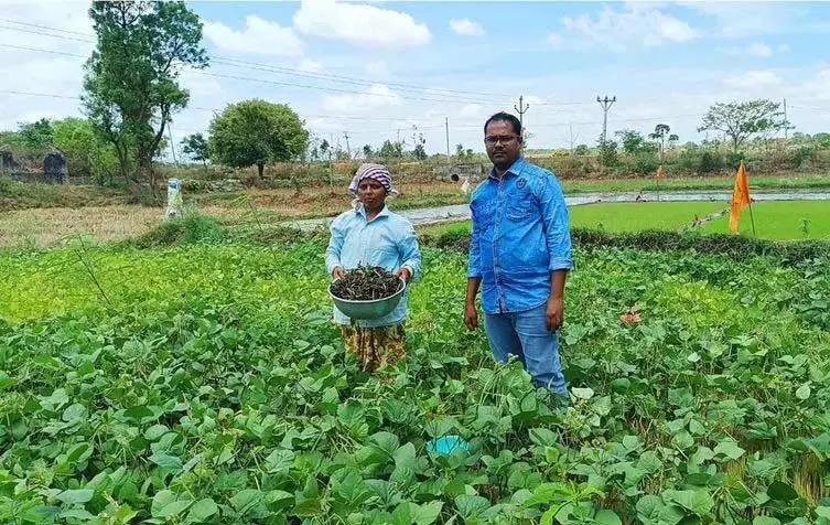 Siddipet: नारायणरावपेट में हरी खाद की फसल के रूप में मूंग की खेती कारगर साबित हुई
