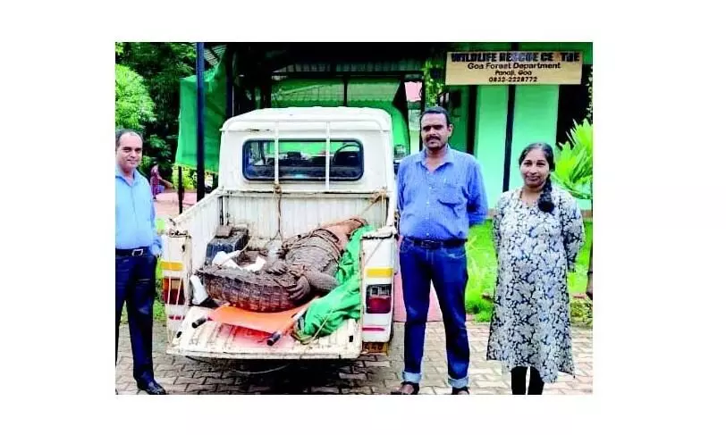 Goa: वेलसाओ के किसानों को डराने वाले मगरमच्छ को वन अधिकारियों ने सफलतापूर्वक पकड़ लिया