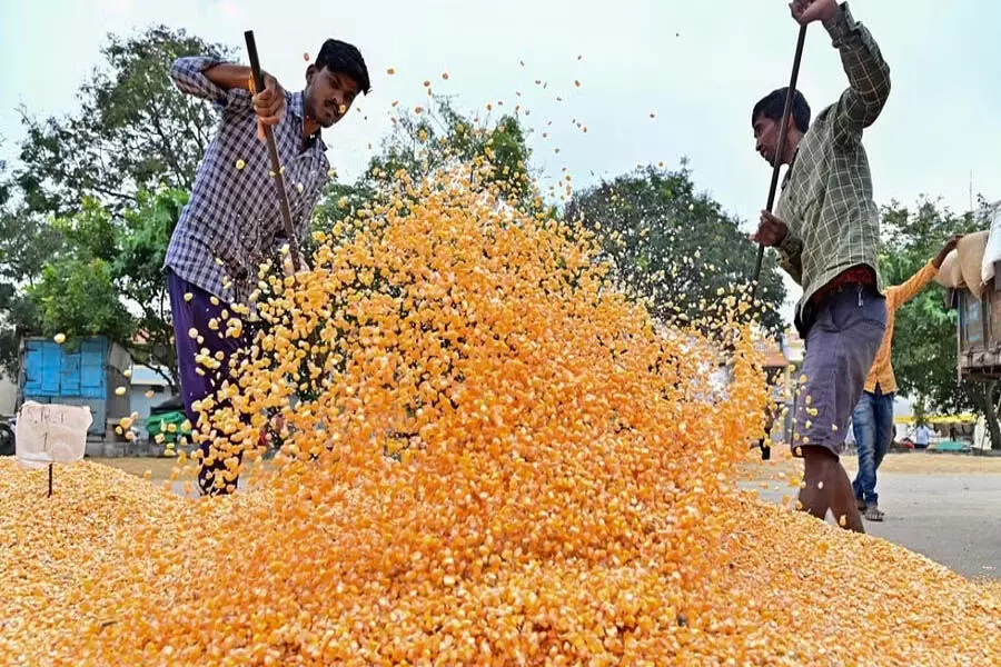 Punjab कृषि विभाग खरीफ मक्का के बीजों पर सब्सिडी देगा