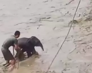 Assam: नदी में फंसे हाथी के बच्चे को लोगों ने बचाया