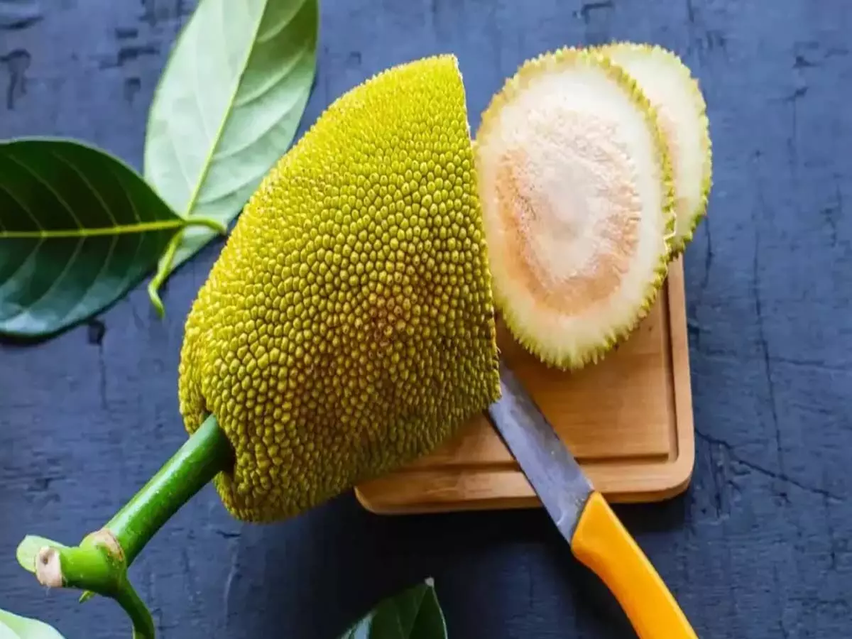 Jackfruit :  कटहल में छिपा है सेहत का भंडार, जानें इसके फायदे